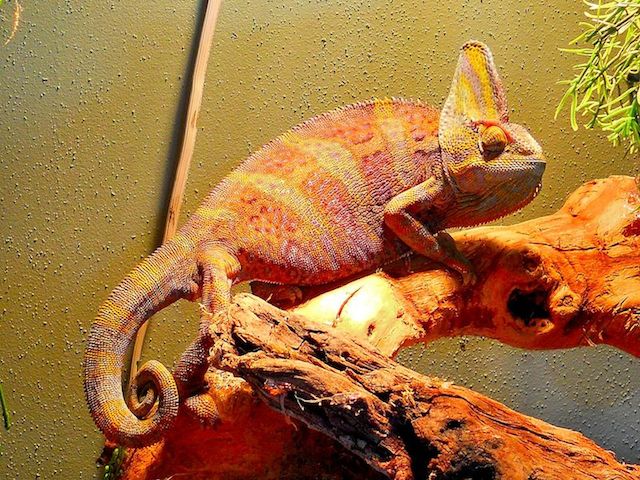 Male-Veiled-Chameleon-reptiles-23876682-2048-1536.jpg