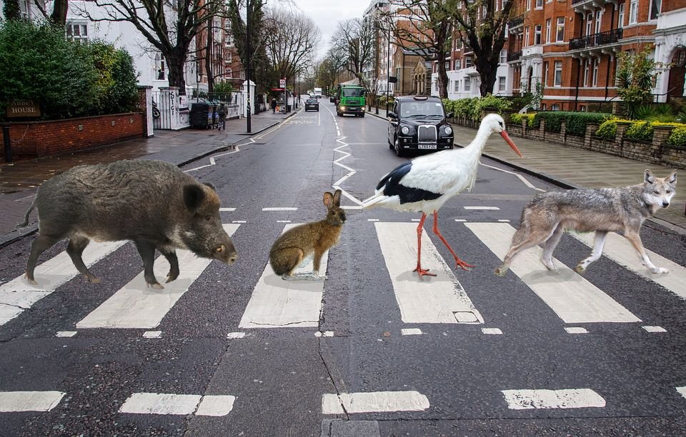 Wildlife Road.jpg