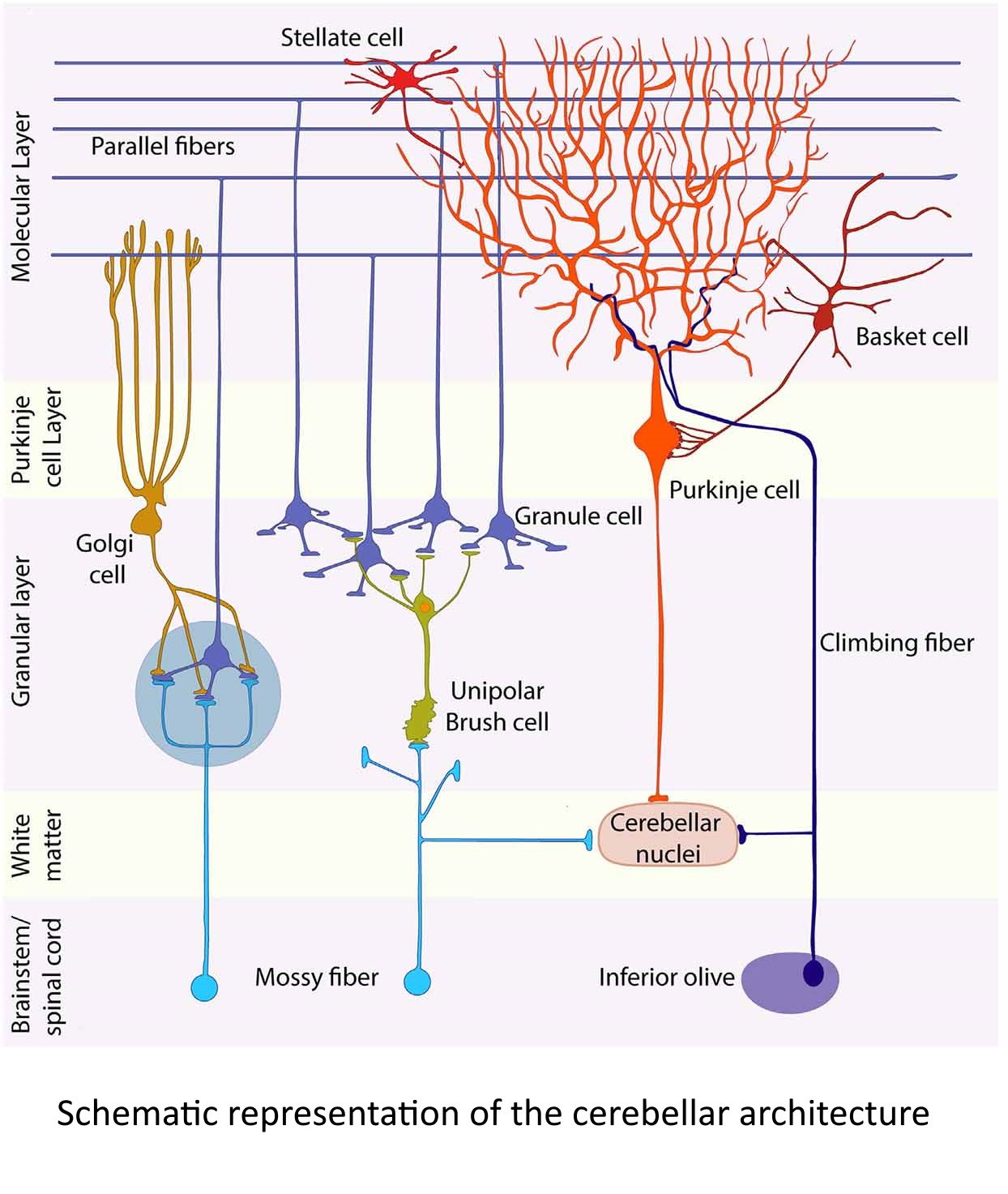 Cerebellar schematic representation.jpg