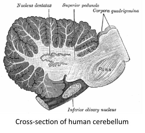 Cross-section cerebellum.jpg